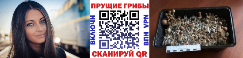 Галлюциногенные грибы GOLDEN TEACHER  Орёл 